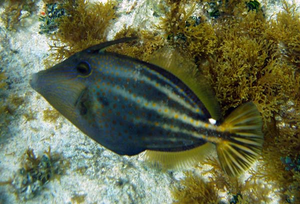 Orangespotted Filefish d