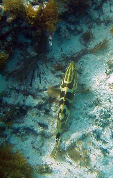 Purplemouth eel and Grouper