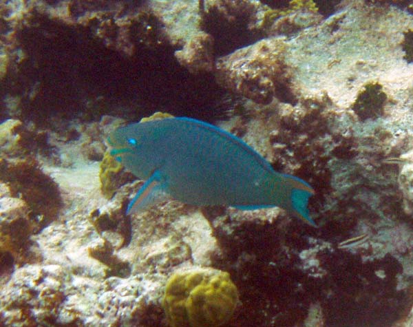 Queen Parrotfish