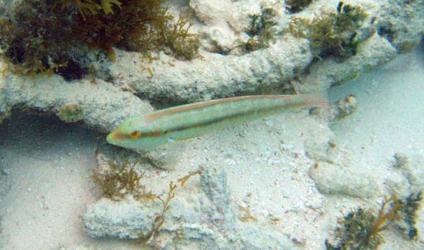 Rainbow Wrasse