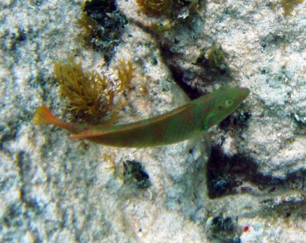 Redband Parrotfish b