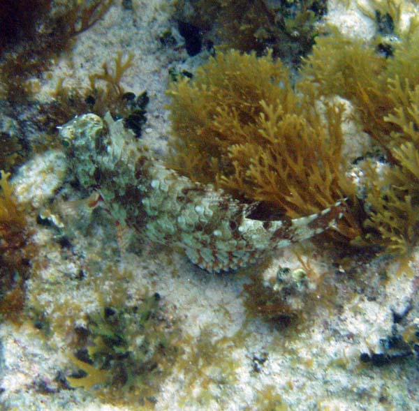 Redbande Parrotfish #39D5D8