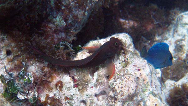 Redlip Blenny & Friend