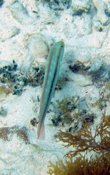 Slippery Dick