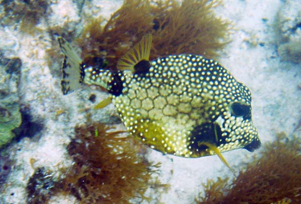 Smooth Trunkfish f3