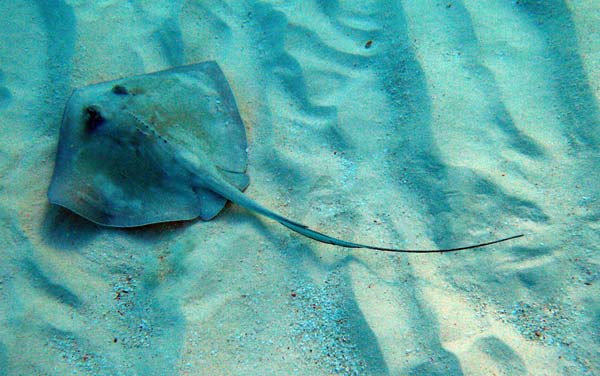 Southern Stingray d4