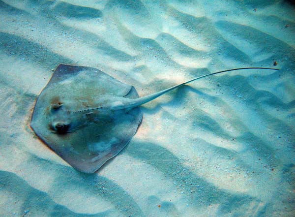 Southern Stingray d5