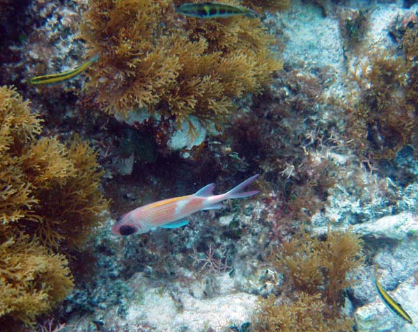 Squirrelfish