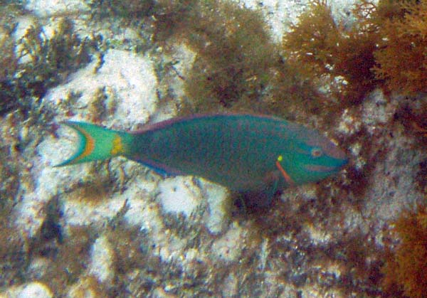 Stoplight Parrotfish