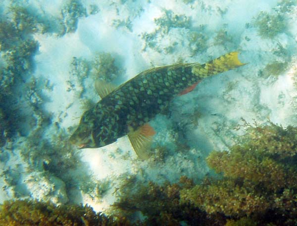 StoplightParrotfish #398ED3