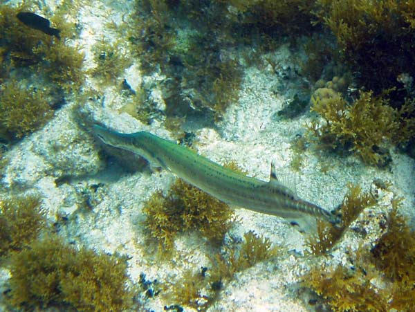 Trumpetfish d5