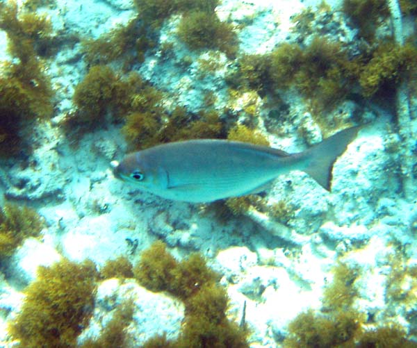 White Mullet