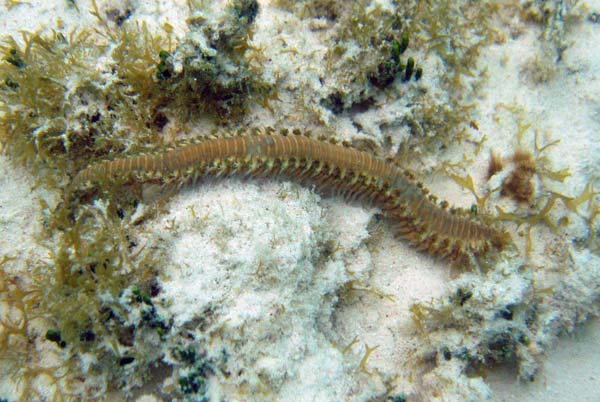 Worm 1
