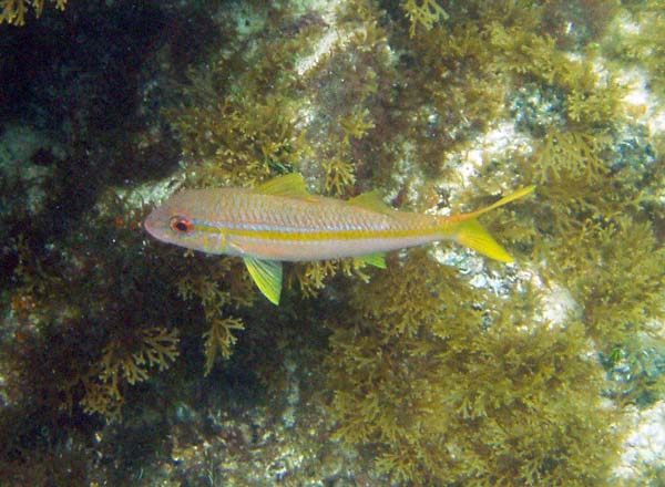 Yellowtail Snapper J#3992AD