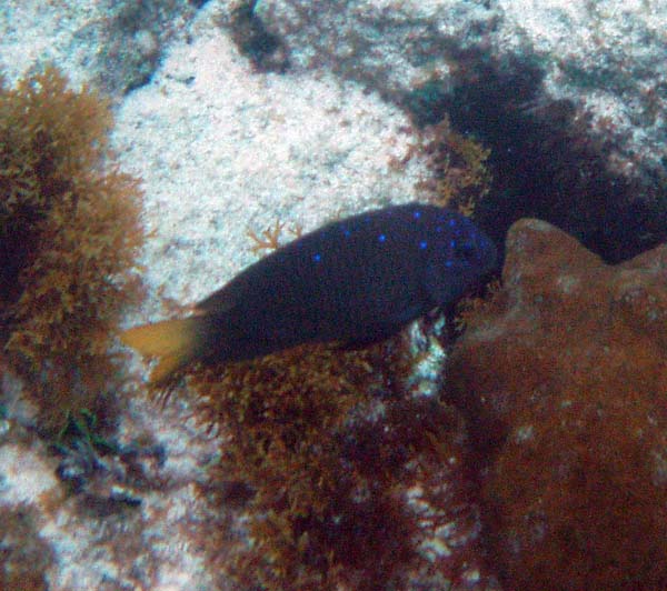 Yellowtail damselfish