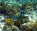 Puddingwife c