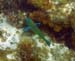 Puddingwife h