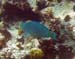 Queen Parrotfish