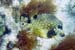 Smooth Trunkfish f3