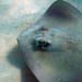 Southern Stingray close b
