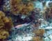 Squirrelfish