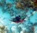 Stoplight Parrotfish#39C9CC