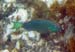 Stoplight Parrotfish
