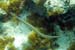 Trumpetfish d3