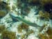 Trumpetfish d5