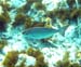 White Mullet