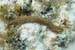 Worm 1