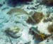 Yellowfin Mojara