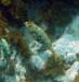 Yellowtail Parrotfis#39C1B7