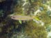 Yellowtail Snapper J#3992AD