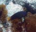 Yellowtail damselfish