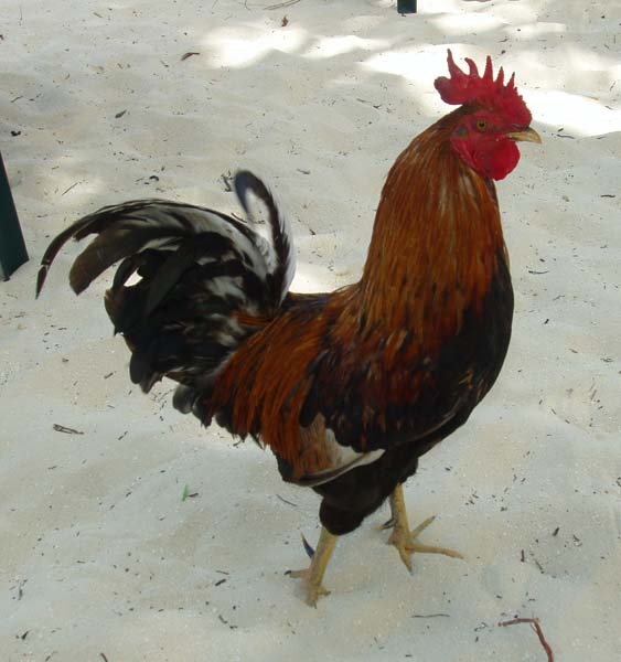 Rooster Ku Resident