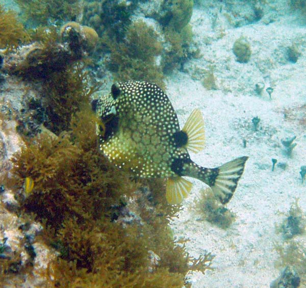 Smooth Trunkfish f4