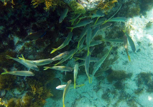Yellowtail snappers