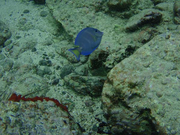 Blue Tang Imm