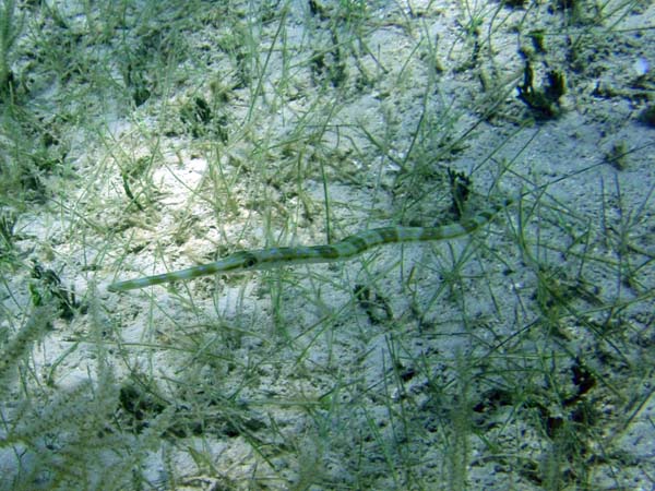 Bluespotted Cornetfish