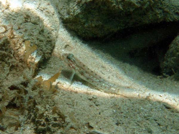 Bridled Goby