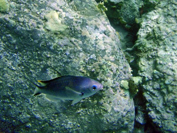 Brown Chromis