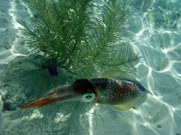 Caribbean Reef Squid-5