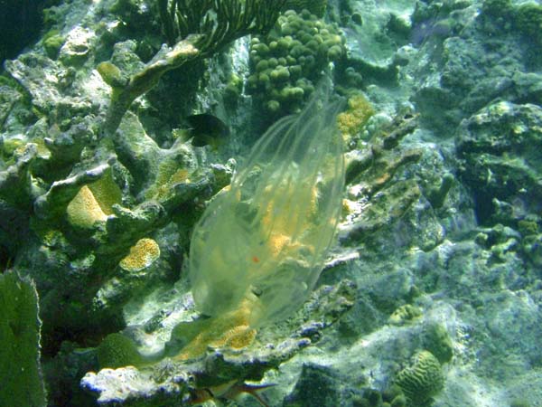 Comb Jellyfish