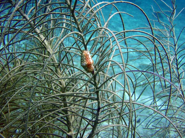 Flamingo Tongue