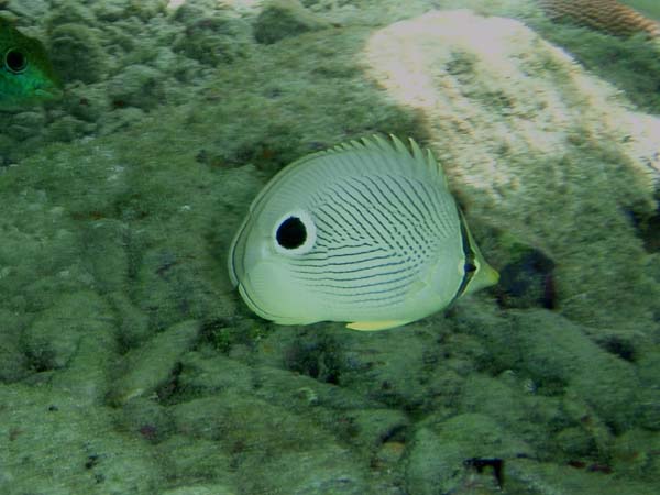 Foureye Butterflyfish