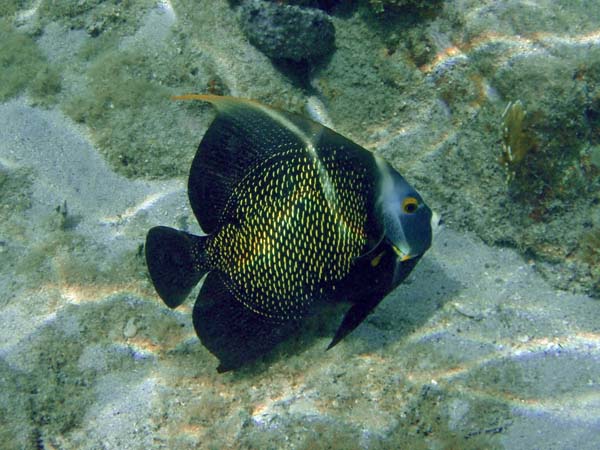 French Angelfish