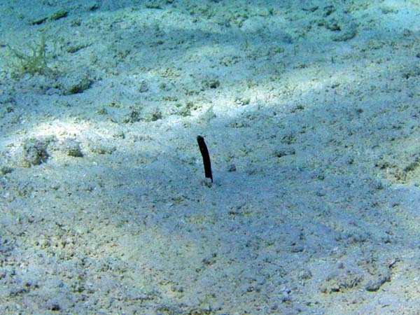 Garden Eel