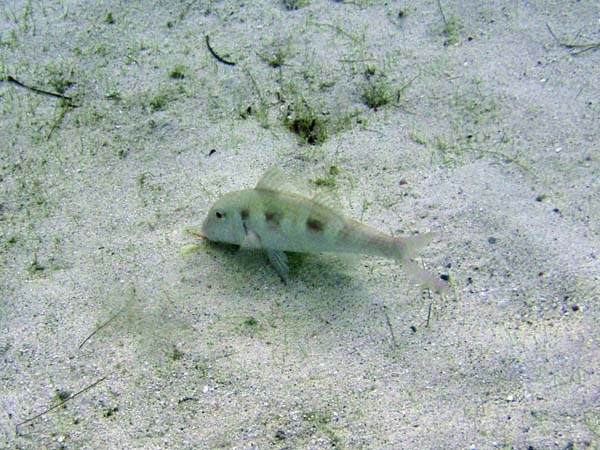 Goatfish