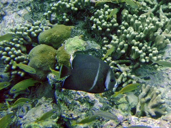 Gray Angelfish